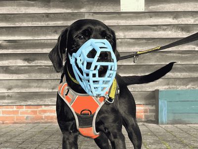 Ezra | Spaniel (English Springer) Cross | Harefield West London - 3