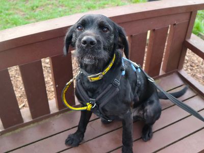 Ezra | Spaniel (English Springer) Cross | Harefield West London - 5