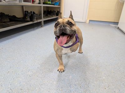 Lola, a 6 years old female French Bulldog available for adoption from Dogs Trust in Loughborough