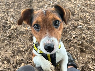 Bean | Terrier (Jack Russell) | Snetterton (Norfolk) - 2