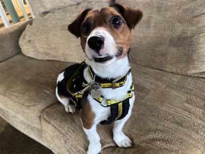 Bean | Terrier (Jack Russell) | Snetterton (Norfolk) - 3