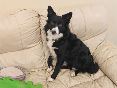 Jim | Collie (Border) | Basildon (Essex) - 3