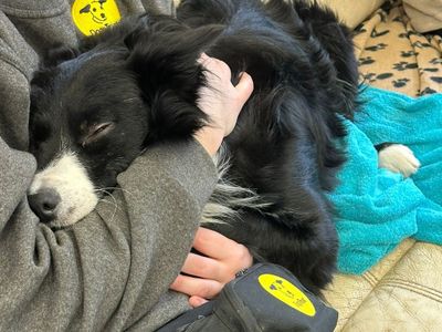 Jim | Collie (Border) | Basildon (Essex) - 5