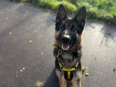 Velma | German Shepherd Dog | Shrewsbury (Shropshire) - 3