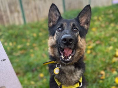 Velma | German Shepherd Dog | Shrewsbury (Shropshire) - 2