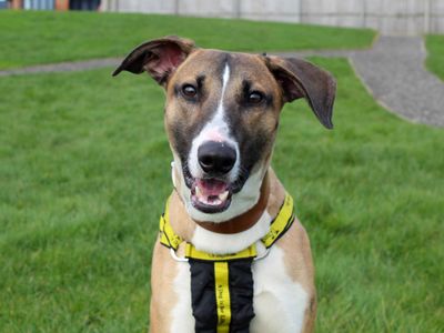 Buster | Saluki Cross | Darlington - 2