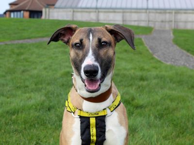 Buster | Saluki Cross | Darlington - 3