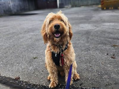 Bernie | Retriever (Golden) Cross | Salisbury (Wiltshire) - 2