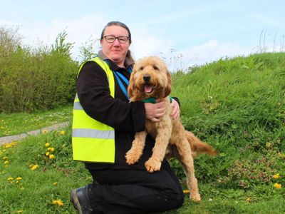 Bernie | Retriever (Golden) Cross | Salisbury (Wiltshire) - 3