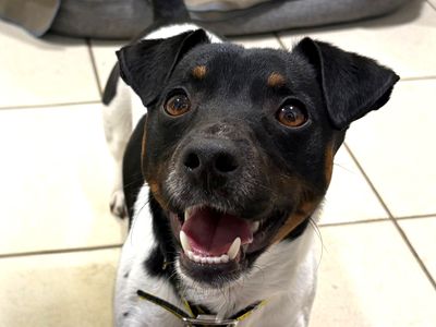 Chico | Terrier (Jack Russell) | Harefield West London - 1