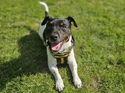 Chico | Terrier (Jack Russell) | Harefield West London - 3