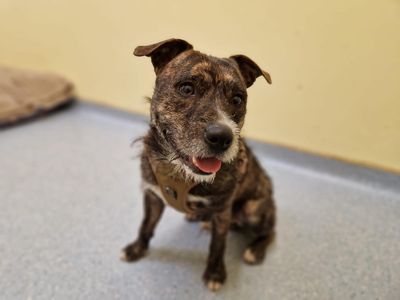 Rocky Staffy Cross | Lurcher Cross | Ilfracombe - 2