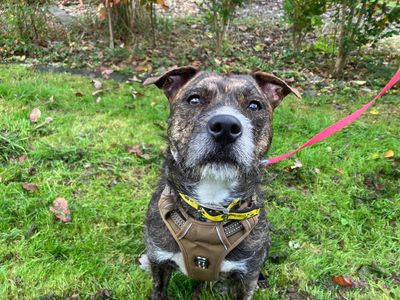 Rocky Staffy Cross | Lurcher Cross | Ilfracombe - 3