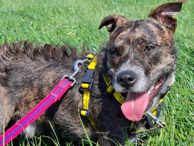 Mushroom | Terrier (Staffordshire Bull) Cross | Manchester - 5