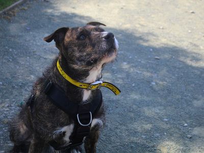 Mushroom | Terrier (Staffordshire Bull) Cross | Manchester - 3
