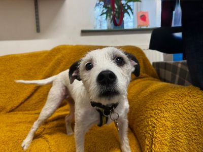 Polly | Terrier (Jack Russell) | Bridgend (Wales) - 2