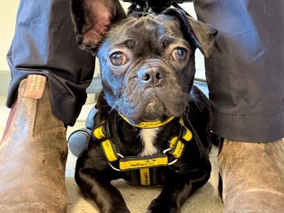 Pepper | Pug Cross | Ballymena (Northern Ireland) - 2