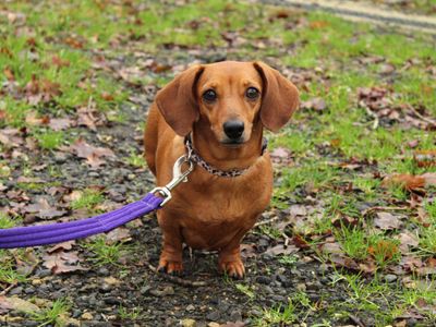 Georgie | Dachshund (Miniature Smooth Haired) | Newbury (Berkshire) - 5