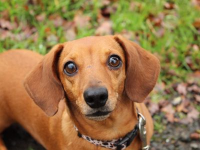 Georgie | Dachshund (Miniature Smooth Haired) | Newbury (Berkshire) - 3