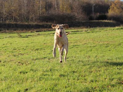Bailey | Poodle (Standard) Cross | Glasgow - 3