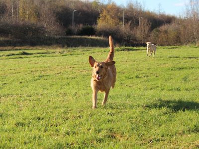 Poppy | Retriever (Labrador) Cross | Glasgow - 3
