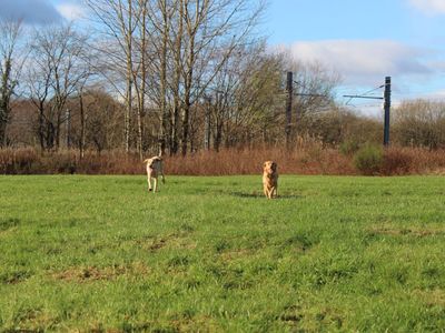 Poppy | Retriever (Labrador) Cross | Glasgow - 1