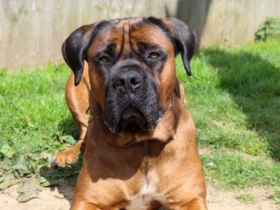Koby | Boerboel Cross | Darlington - 2
