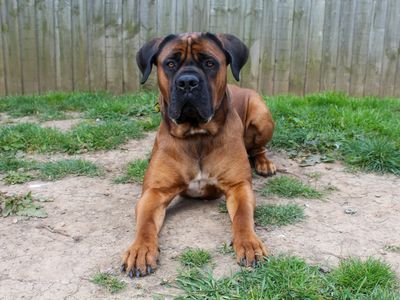 Koby | Boerboel Cross | Darlington - 3