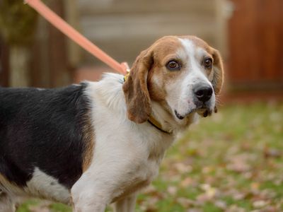 Bruno | Beagle | Kenilworth (West Midlands) - 3
