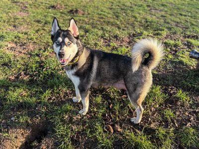 Missy | Siberian Husky Cross | Snetterton (Norfolk) - 3