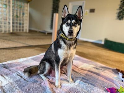 Missy | Siberian Husky Cross | Snetterton (Norfolk) - 5