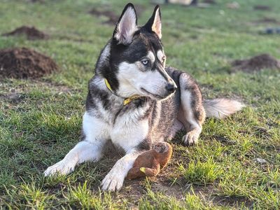 Missy | Siberian Husky Cross | Snetterton (Norfolk) - 1