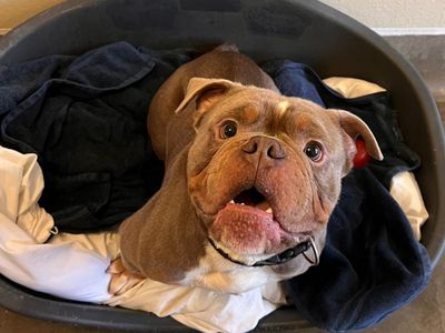 Junior | Bulldog | Harefield West London - 2