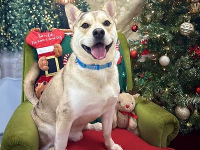 Trooper | Siberian Husky Cross | Ballymena (Northern Ireland) - 2