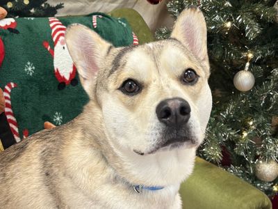 Trooper | Siberian Husky Cross | Ballymena (Northern Ireland) - 3