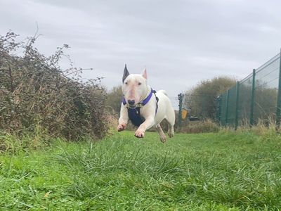 Laila | Terrier (Bull) | Shoreham (Sussex) - 3