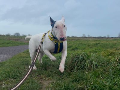 Laila | Terrier (Bull) | Shoreham (Sussex) - 1