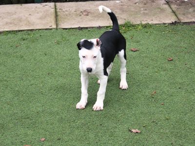 Flounder | Collie (Border) Cross | Merseyside (Liverpool) - 2