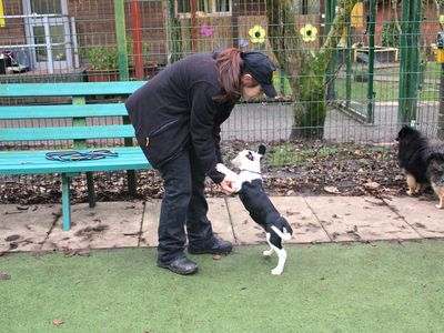 Flounder | Collie (Border) Cross | Merseyside (Liverpool) - 3