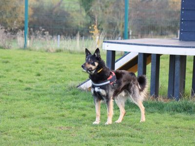 Thomas | German Shepherd Dog Cross | Evesham (Worcestershire) - 3