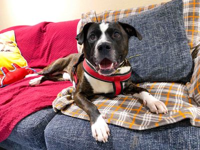 Snoop Dog | Terrier (Staffordshire Bull) Cross | Darlington - 3
