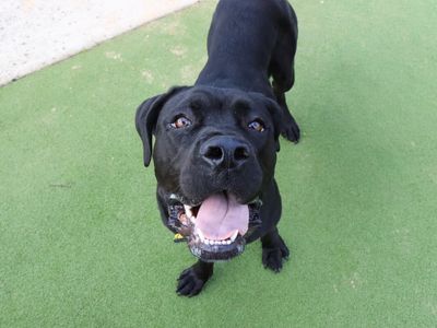 Enya | Italian Corso Dog | Evesham (Worcestershire) - 3