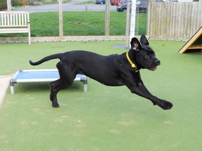 Enya | Italian Corso Dog | Evesham (Worcestershire) - 5