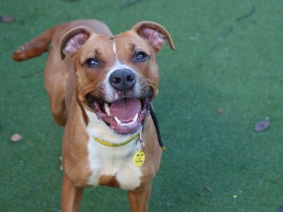 Ponyo | Lurcher Cross | Glasgow - 5