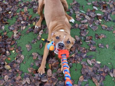 Ponyo | Lurcher Cross | Glasgow - 3