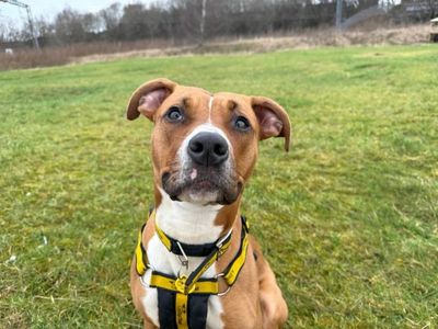 Ponyo | Terrier (Staffordshire Bull) Cross | Glasgow - 5