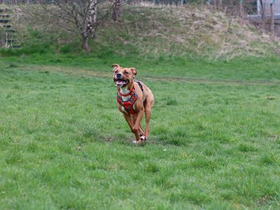 Ponyo | Terrier (Staffordshire Bull) Cross | Glasgow - 3