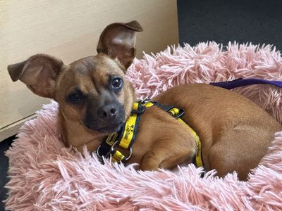 Ethel, a 2 years old female Jack Russell Terrier X available for adoption from Dogs Trust in Wales