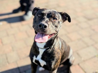 Bella | Lurcher Cross | Cardiff - 3