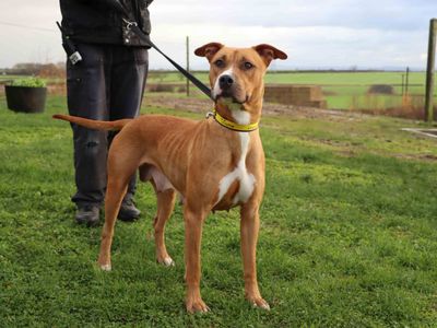 Nala | Terrier (Staffordshire Bull) Cross | Darlington - 3